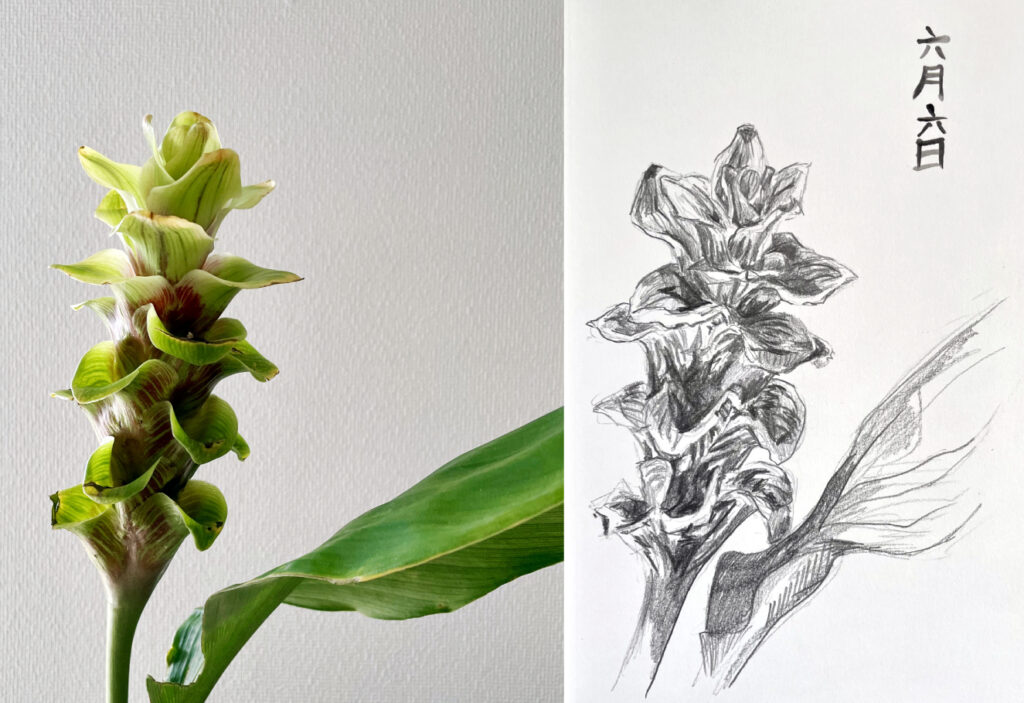 Curcuma alismatifolia (Siam Tulip)